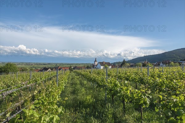 View over vineyards to the wine village of Weyher in the Southern Palatinate, Palatinate,