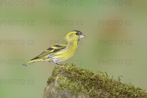 Eurasian siskin (Carduelis spinus), male sitting on a moss-covered stone, Wilnsdorf, North