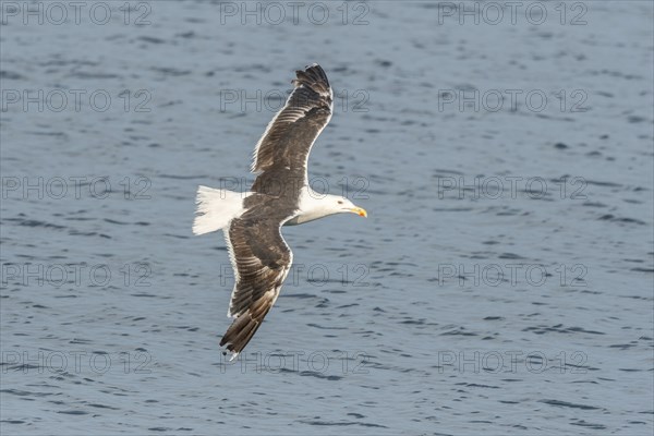 Lesser Black-backed Gull (Larus fuscus) in flight in a harbour on the Atlantic coast. Camaret,