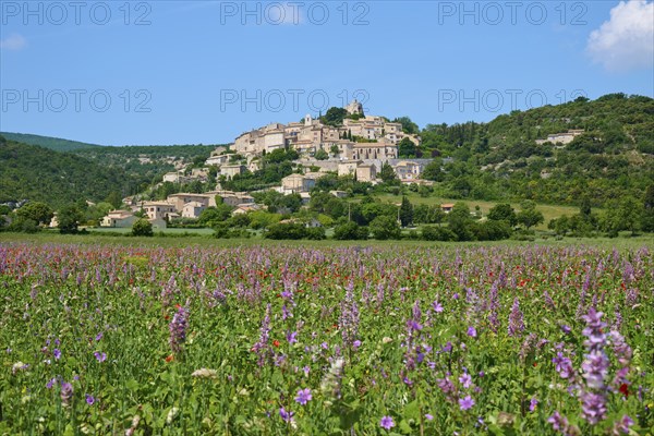 Village on a hill with green meadows and trees under a blue sky, In the foreground muscatel sage