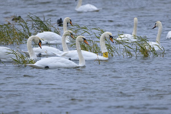 Swans (Cygnus) swimming on a calm body of water with reed grass in the background, Lake Neusiedl