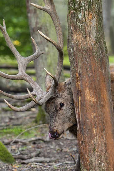 Antler rubbing against tree trunk by red deer (Cervus elaphus) stag with big antlers during the rut