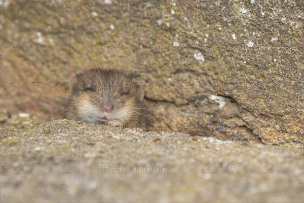 Brown rat (Rattus norvegicus) juvenile baby rodent animal emerging from a hole by a building brick