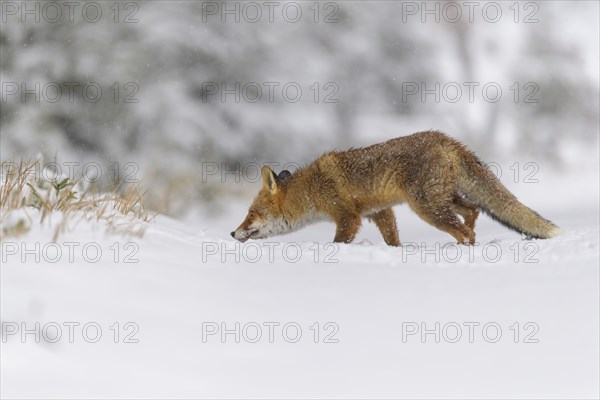 Red fox (Vulpes vulpes), walking cautiously through a snowy landscape, with a blurred forest