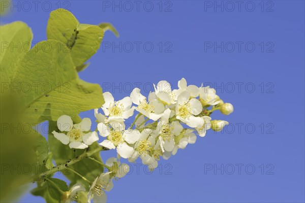 Common weeping cherry (Prunus padus, Padus avium), flowering, North Rhine-Westphalia, Germany,