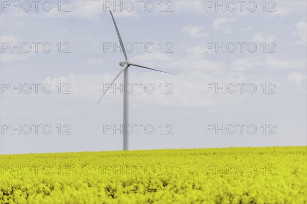 A wind turbine in a rapeseed field, photographed in Vierkirchen, 12/04/2024