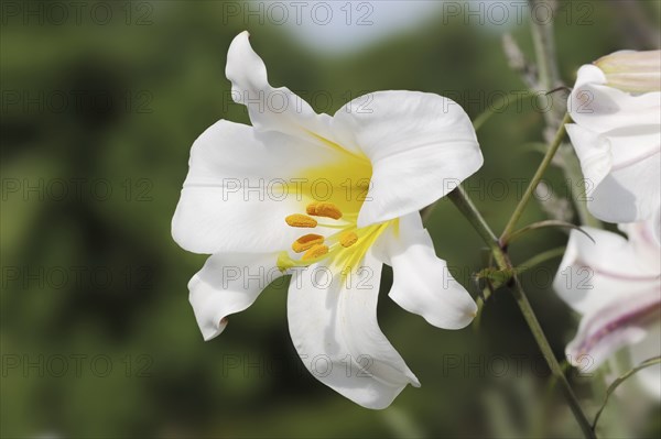 King lily (Lilium regale, Lilium myriophyllum), flower, ornamental plant, North Rhine-Westphalia,