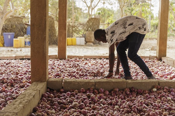 Onions, grown with organic fertiliser at the agroecological training centre Centre Beo-Noree in