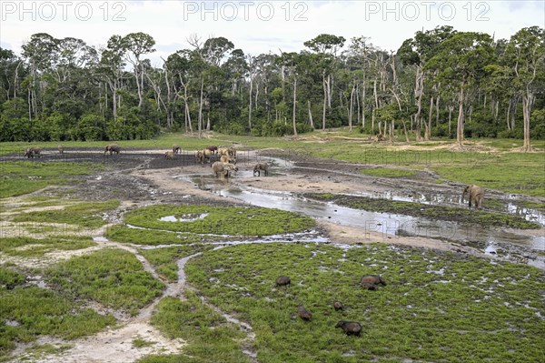 Giant forest hog (Hylochoerus meinertzhageni) and african forest elephants (Loxodonta cyclotis) in