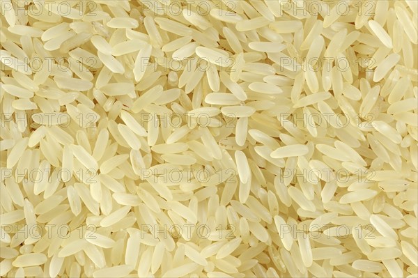 Rice (Oryza sativa), rice grains