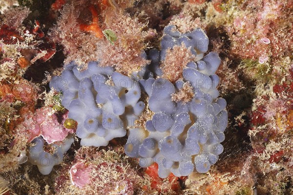 Underwater image of a bluish sponge with a grainy, textured surface, Marine sponge (Oscarella