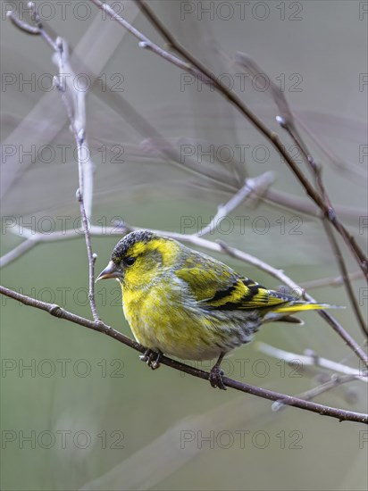 Male of Eurasian Siskin, Spinus spinus, bird in forest at winter sun