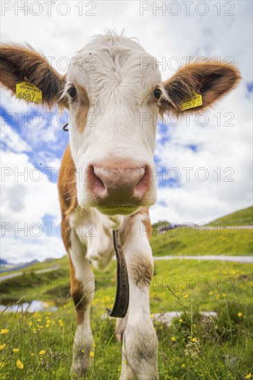 Face of a cow standing on a green pasture under a blue sky with clouds, Penken, Zillertal. Austria