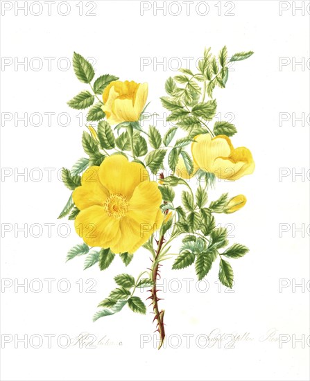 Rosa lutea, Rose, Historic rose, Rose cultivar, Illustration from 1799, Historic, digitally