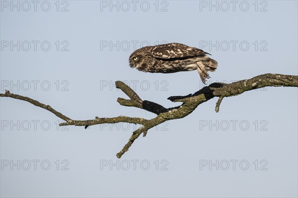 Little owl (Athene noctua), flying, Emsland, Lower Saxony, Germany, Europe
