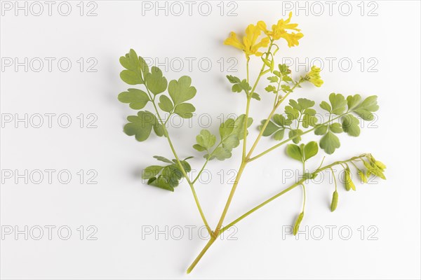 Rock Corydalis (Corydalis) on a white background