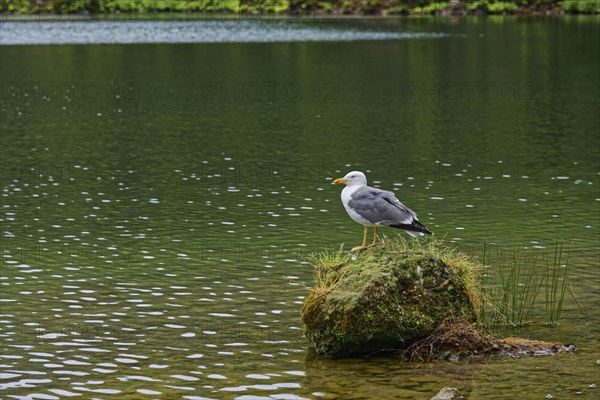 A seagull sits on a rock in a calm lake surrounded by green nature, crater lake Lagoa do Fogo,