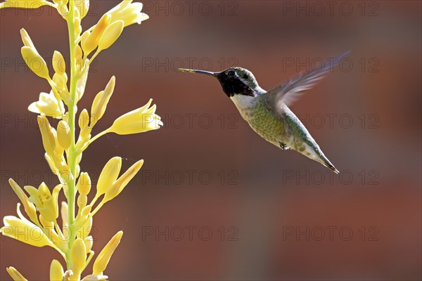 Anna's hummingbird (Calypte anna), adult, flying, on flower, foraging, Sonoran Desert, Arizona,