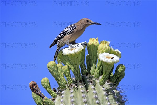 Gila woodpecker (Melanerpes uropygialis), adult, male, on Saguaro cactus flower, foraging, Sonoran