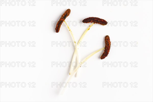 Brown stamens on white stems of the lily (Lilium), close-up, white background