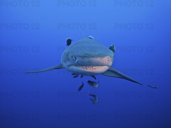 Portrait of lemon shark (Negaprion brevirostris), surrounded by several specimens of suckerfish