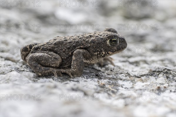 Natterjack toad (Bufo calamita), Emsland, Lower Saxony, Germany, Europe