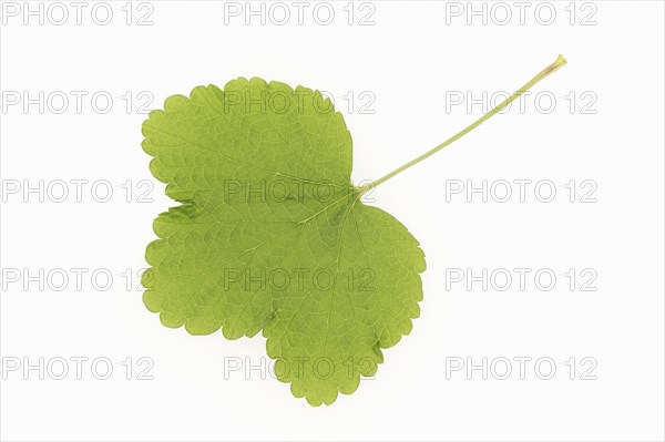 Redcurrant (Ribes rubrum), leaf on white background