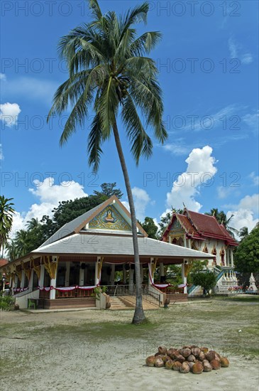 Tropical idyll in the Wat Khiri Mat temple complex, coconuts in front of the prayer hall, Phang Ka,