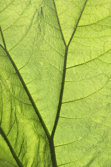 Close-up of a green leaf with clear structure and light flooding through, showing the details and