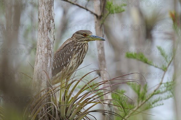 Night heron (Nycticorax nycticorax), young bird on Bromelia, spring, Everglades National Park,