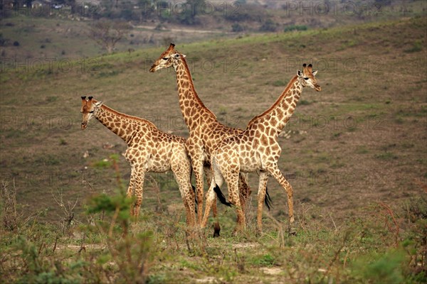 Cape giraffe (Giraffa camelopardalis giraffa), adult, male, group, three animals, social behaviour,