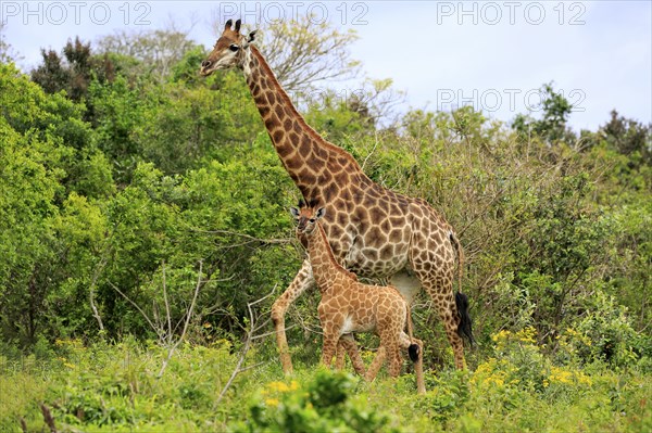 Cape giraffe (Giraffa camelopardalis giraffa), adult female with juvenile, foraging, Saint Lucia