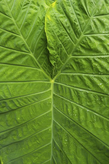 Paintbrush plant (Colocasia), plant, tropical plant, leaf, lotus, lotus effect, beading,