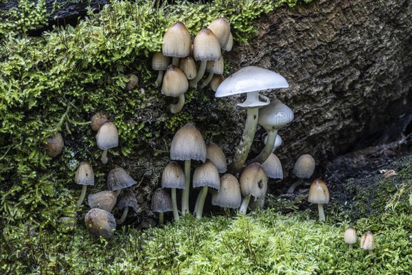 Fairies bonnet (Coprinus disseminatus) and ringed beech mucilage (Oudemansiella mucida), Emsland,