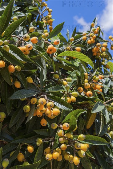 Well-lit tree with a multitude of yellow fruits and dense green leaves against a blue sky, Japanese