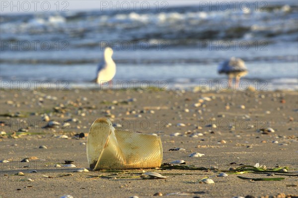 Plastic waste on the beach of the Baltic Sea, September, Germany, Europe