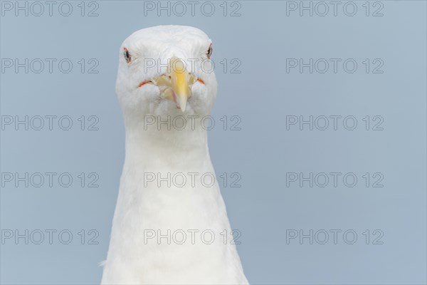 Lesser Black-backed Gull (Larus fuscus) portrait in a harbour on the Atlantic coast. Camaret,