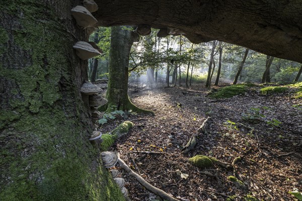 Tinder fungus (Fomes fomentarius) on dead copper beech (Fagus sylvatica) in a forest, Emsland,