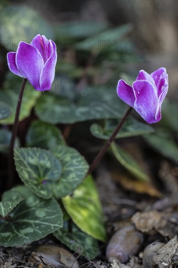 Cyclamen hederifolium (Cyclamen hederifolium), Emsland, Lower Saxony, Germany, Europe