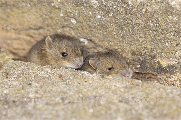 Brown rat (Rattus norvegicus) two juvenile baby rodent animals emerging from a hole by a building