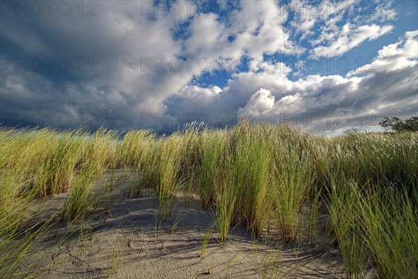 European Marram Grass (Ammophila arenaria) on the Baltic Sea beach, cloudy mood, Ahrenshoop,