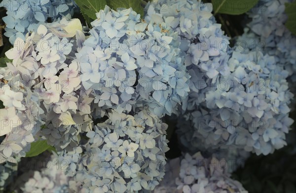 Large, purple and blue hydrangea flowers in delicate pastel shades in summer, bigleaf hydrangea