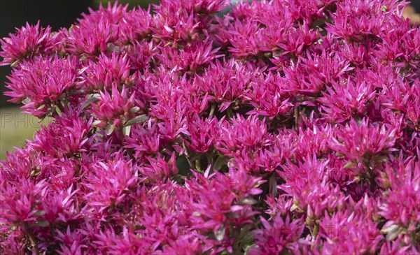 Sedum spurium Schorbuser Blut, North Rhine-Westphalia, Germany, Europe