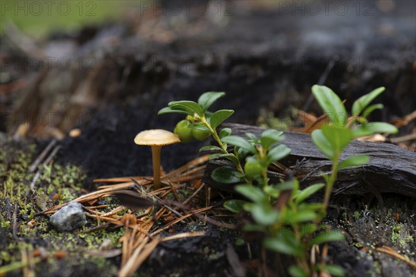 Small mushroom next to a not yet ripe european blueberry (Vaccinium myrtillus), landscape format,