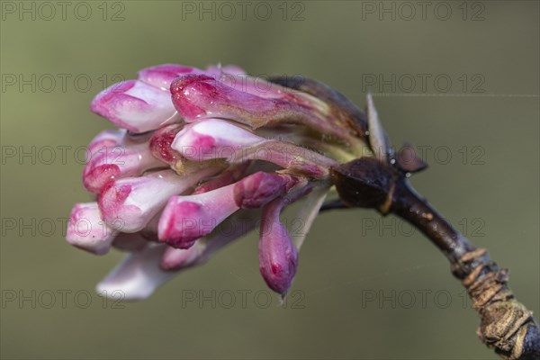 Winter snowball (Viburnum bodnantense Dawn), Emsland, Lower Saxony, Germany, Europe
