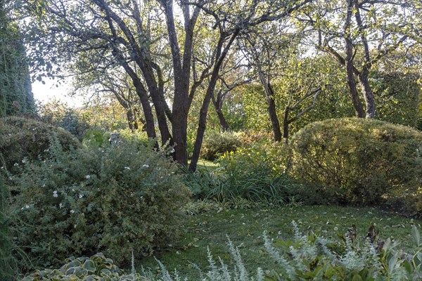 Park with green lawn, trees, hedges, trimmed bushes in autumn. Modern landscape design