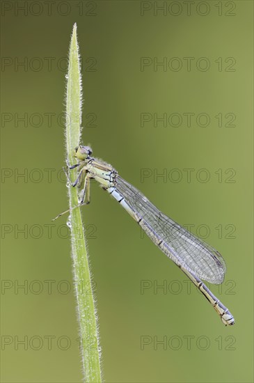 Small red-eyed damselfly (Erythromma viridulum), female, North Rhine-Westphalia, Germany, Europe