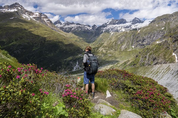 Mountaineer on hiking trail in front of picturesque mountain landscape with blooming alpine roses,