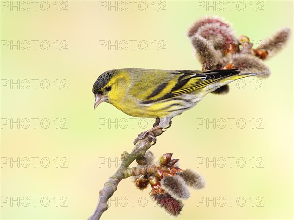 Eurasian siskin (Carduelis spinus) male sitting on a branch of a aspen (Populus tremula),