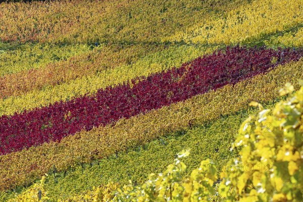 Vineyards in autumn, Rotenberg, Stuttgart, Baden-Württemberg, Germany, Europe